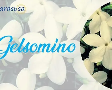 Marasusa Floreal Apartment Parghelia