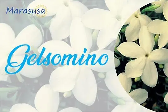 Marasusa Floreal Apartamento Parghelia